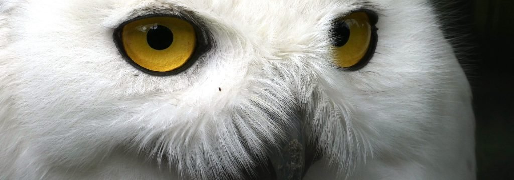 snowy-owl-
